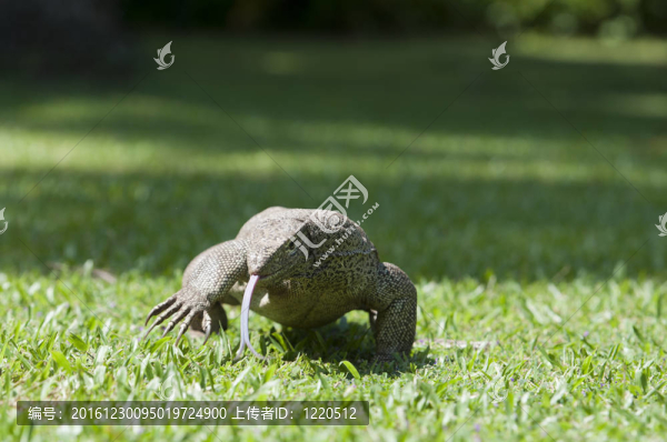 在一個獵物的追逐野生waranus