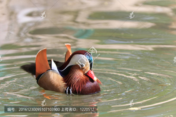 鴛鴦鴨