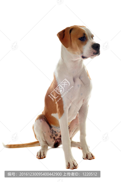 美國斗牛犬