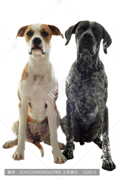 德國短毛指示犬和美國斗牛犬