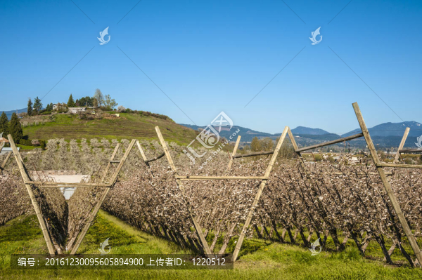 春季蘋果園