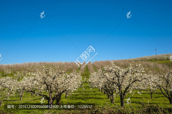 春季蘋果園