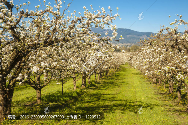 春季蘋果園