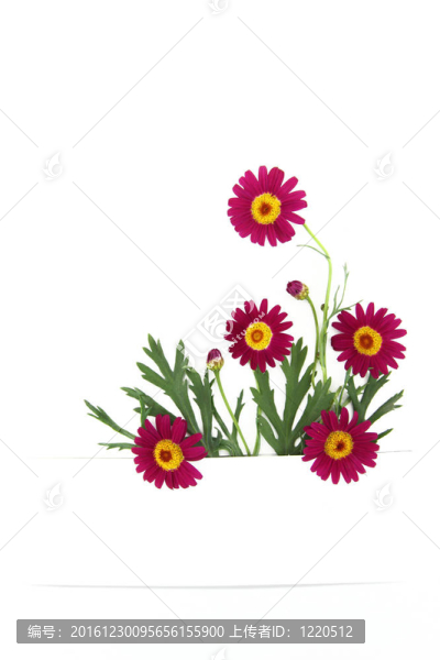 雛菊花的旗幟