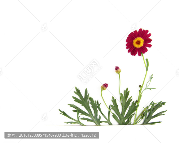 雛菊花在畫(huà)面的角落，文字的自由空間