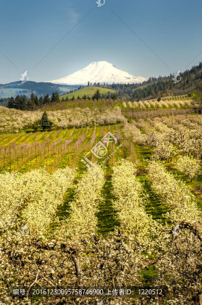 Mt,Adams；蘋果園；俄勒岡