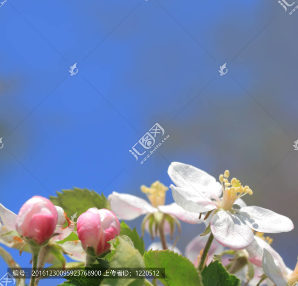 蘋果花