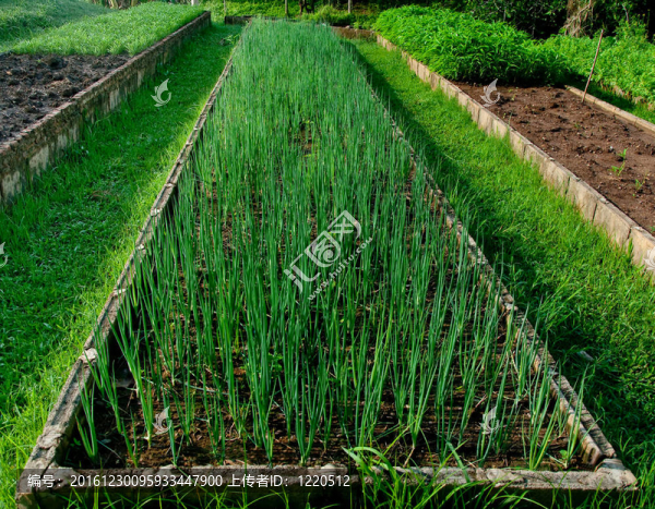 菜園里的洋蔥園