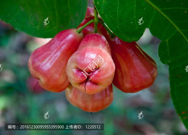 花園樹上的玫瑰蘋果