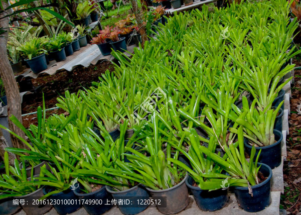 花園里的熱帶菠蘿花
