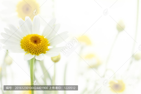 白色背景的雛菊花
