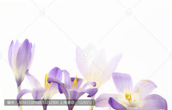 野生紅花