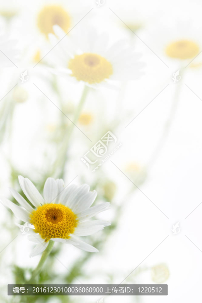白色背景的雛菊花