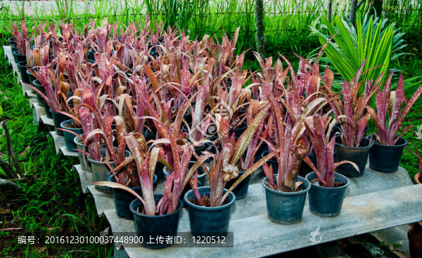 花園里的熱帶菠蘿花