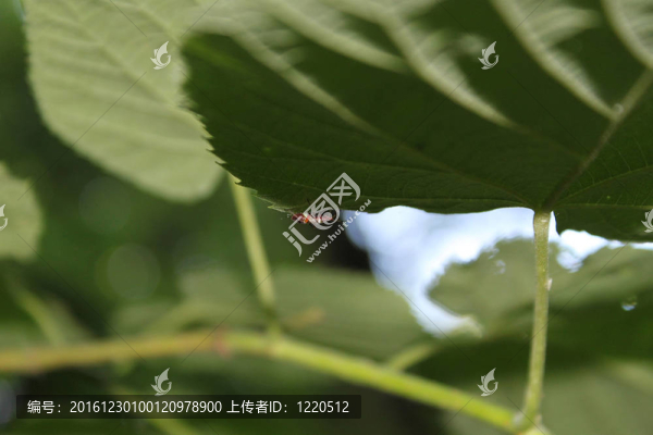 樹枝下的一片綠葉下的螞蟻