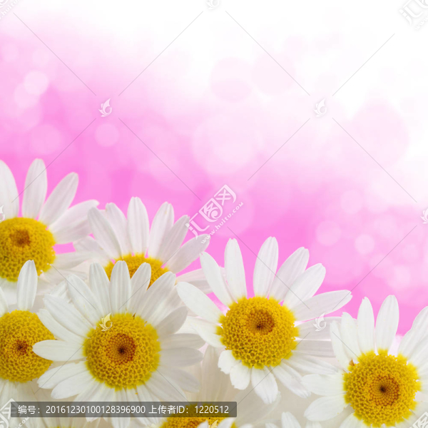 粉紅色背景的雛菊