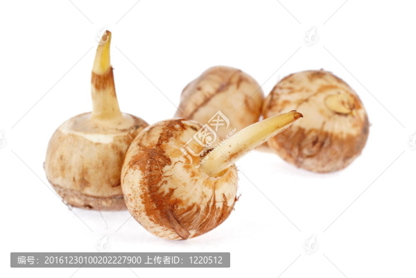 竹芋的燈泡