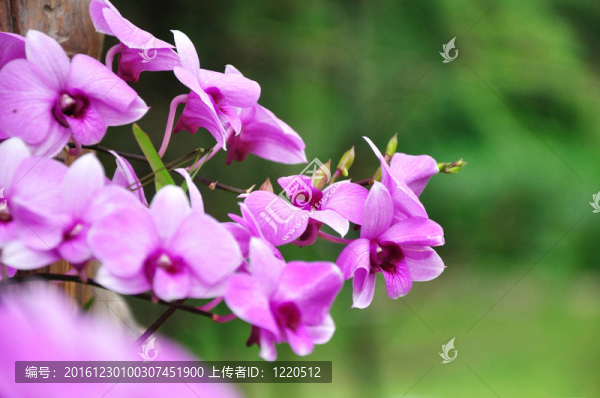 美麗的紫色蘭花