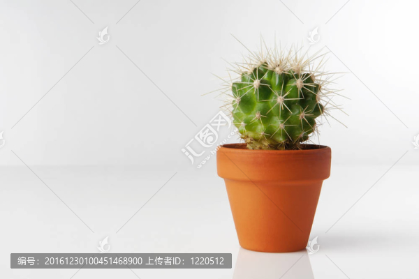 仙人掌類植物