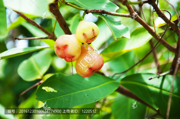 玫瑰蘋果