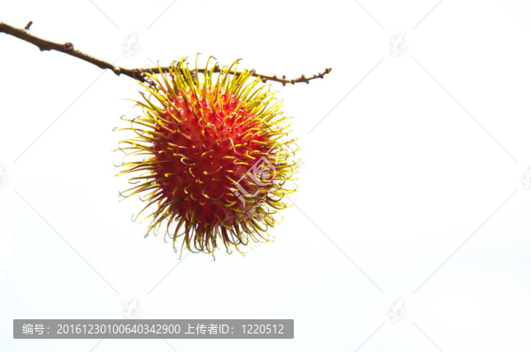 熱帶水果；紅毛丹