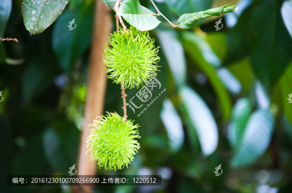 熱帶水果；紅毛丹