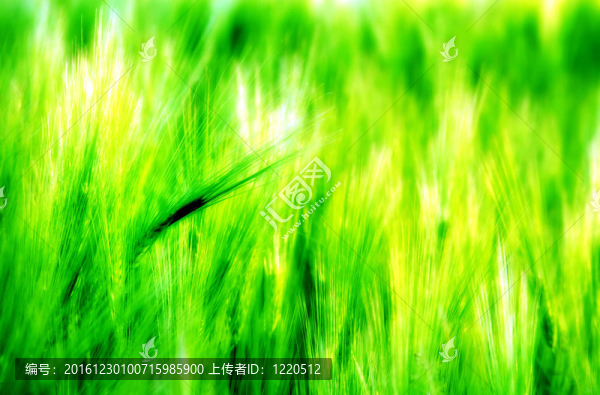綠色的青稞