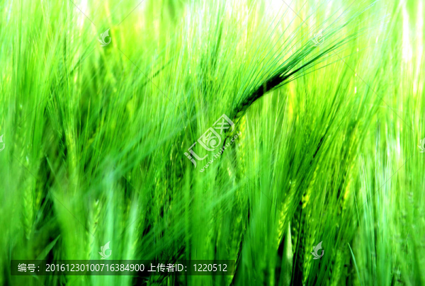 年輕的大麥
