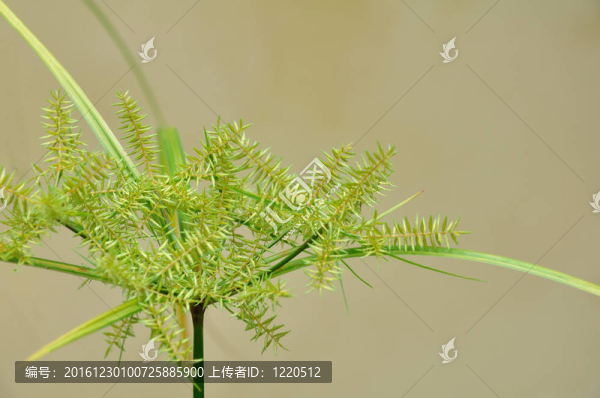 紙莎草紙的綠色植物