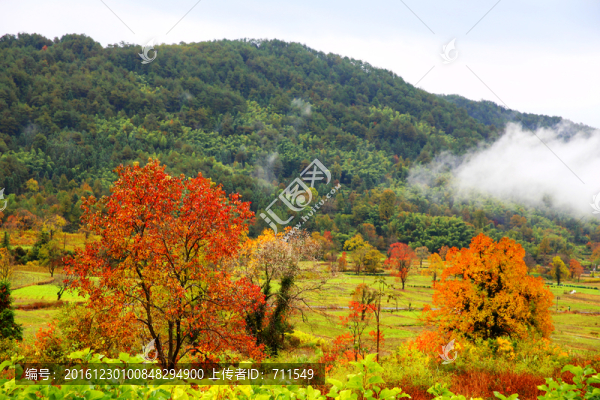 塔川秋色紅葉