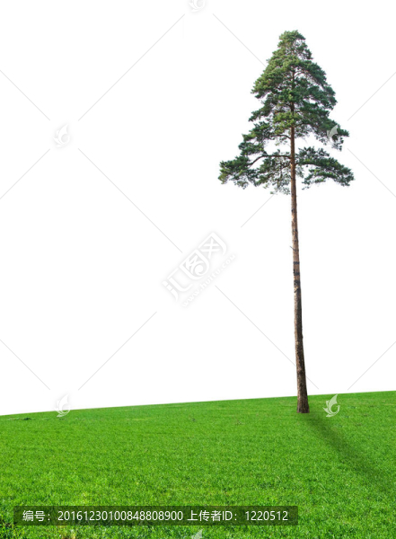松樹在草地上