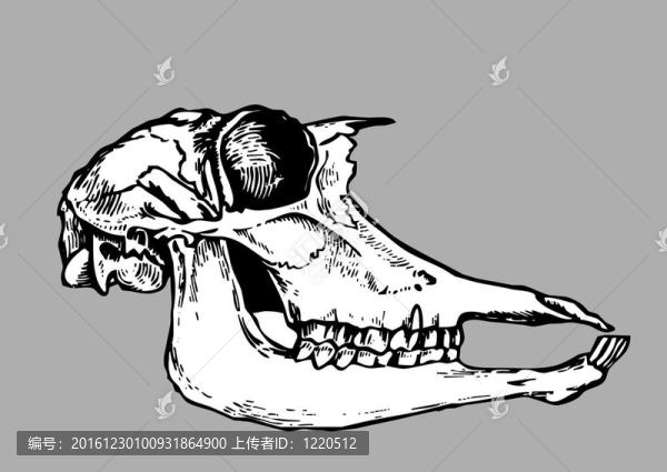 灰色背景顱骨輪廓