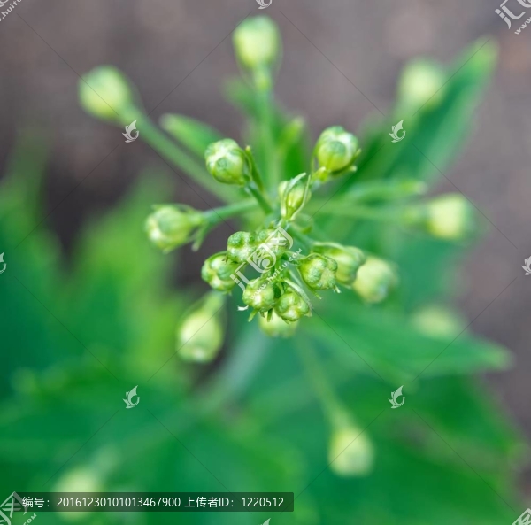 春天的花朵