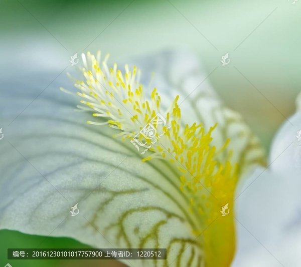 花瓣白色鳶尾