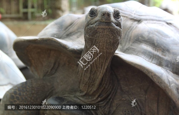來(lái)自塞舌爾的烏龜
