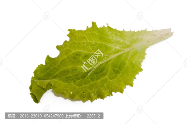 萵苣葉