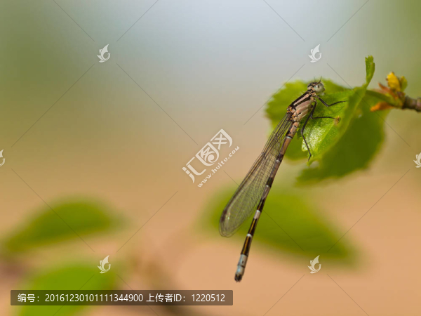 葉子上的蜻蜓