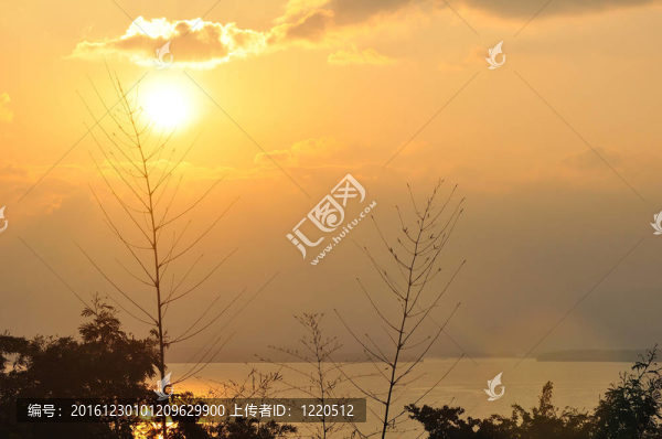 日出的竹子剪影