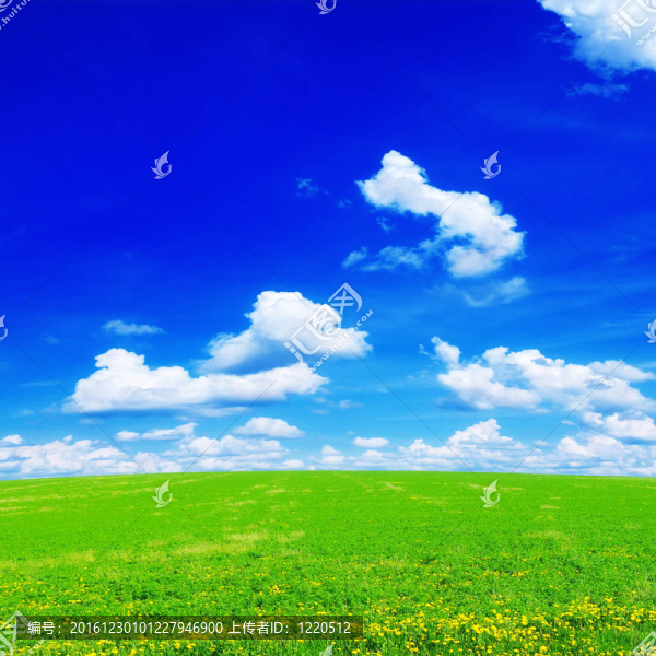蒲公英田野和天空