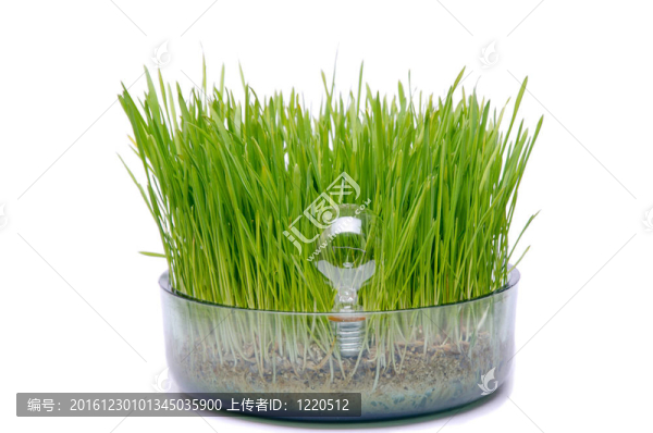 草坪燈泡