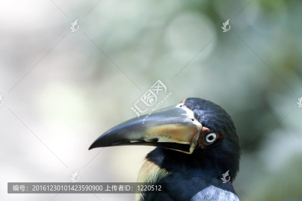 領(lǐng)阿拉卡鴷