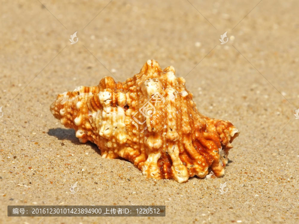 beach.closeup貝殼砂。