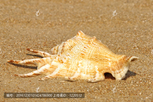 夏季沙灘貝殼。