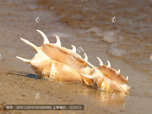 沙灘上的兩個(gè)海螺。