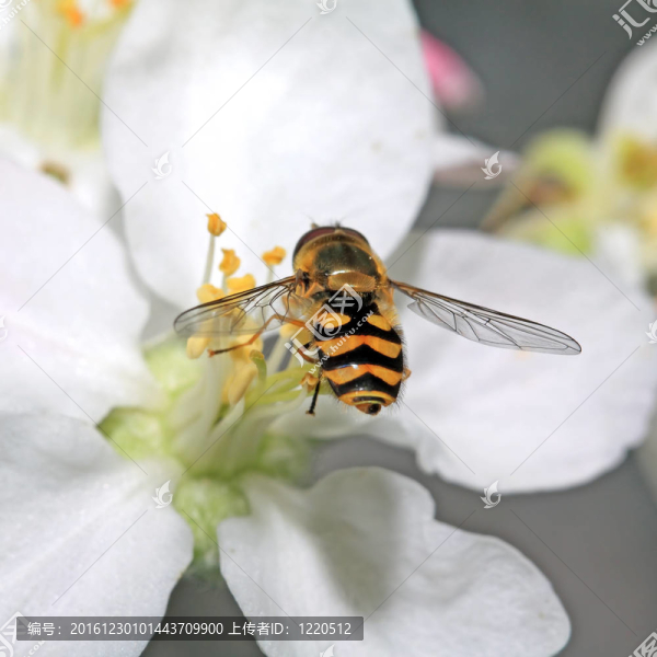 黃色的蘋果樹花蜂