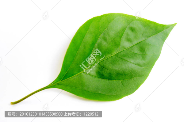 三角梅的風葉