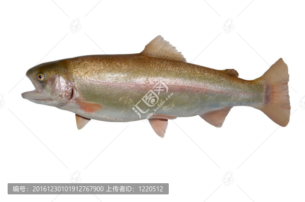 鮭鱒魚；