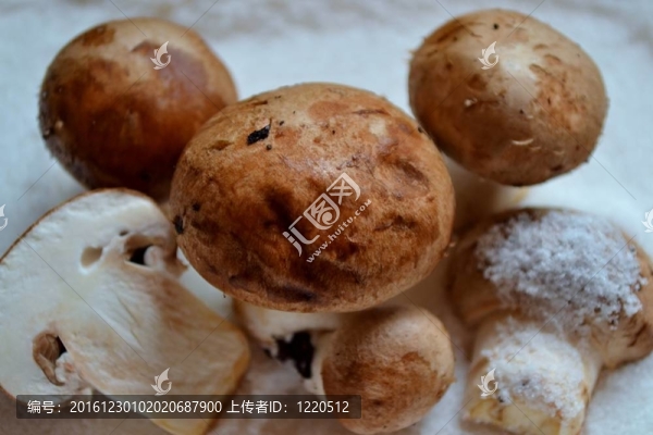 褐蘑菇
