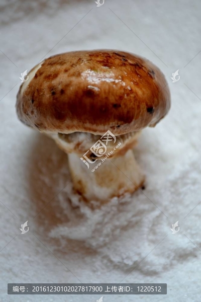 褐蘑菇