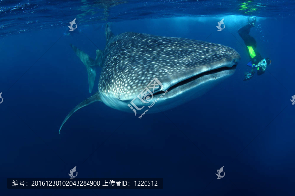 whaleshark